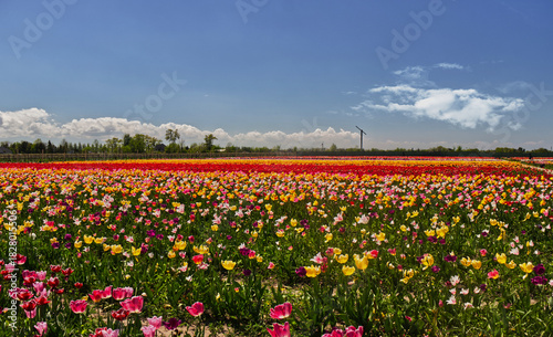 Panoramic view of the huge tulip farm with vibrant flowers. Niagara on the Lake, ON, Canada