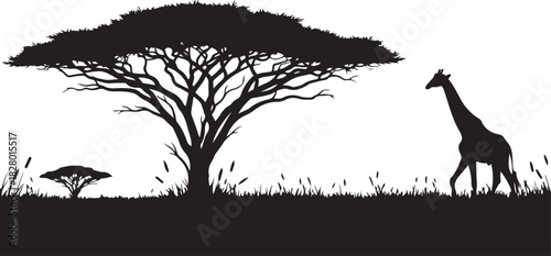 Silhouette of a giraffe walking near an acacia tree in the African savanna Keywords: giraffe, acacia tree