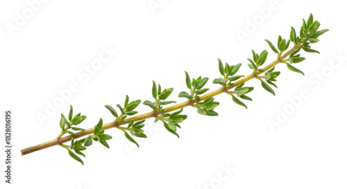 Fresh thyme sprig isolated PNG, aromatic herb for cooking and seasoning on transparent background, culinary ingredient