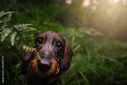 Wirehaired Dachshund in Ferns Forest Close-Up. A wet wirehaired Dachshund peeks curiously from behind green ferns in a forest. The close-up portrait captures the dog’s expressive eyes and natural, moo