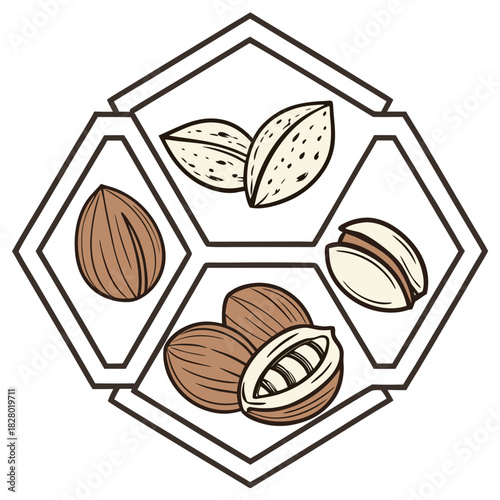 A visually appealing geometric illustration showcasing a selection of popular nuts including almonds pistachios pecans and hazelnuts arranged within a decorative hexagonal frame