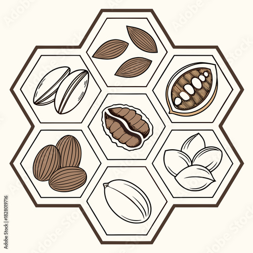A hexagonal arrangement featuring illustrations of various nuts and seeds including almonds pistachios walnuts cocoa beans and more in a clean graphic style