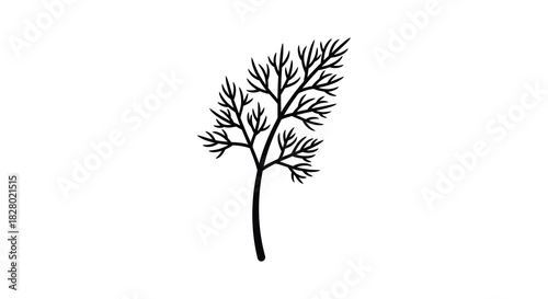Delicate dill herb silhouette illustration on white background