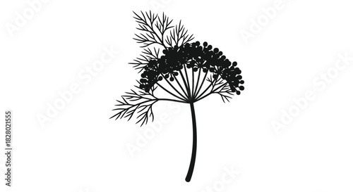 Elegant dill plant illustration in black and white silhouette
