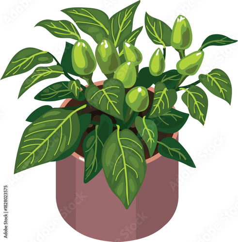 Ornamental pepper (Capsicum annuum) plant with green unripe fruits and green leaves in pot isolated on white background	