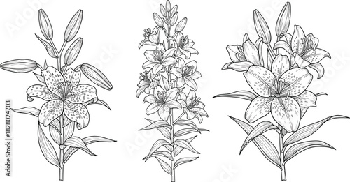 Set of hand drawn lily flowers, tiger lily plant sketch, black botanical line art vector illustration, isolated on white background.