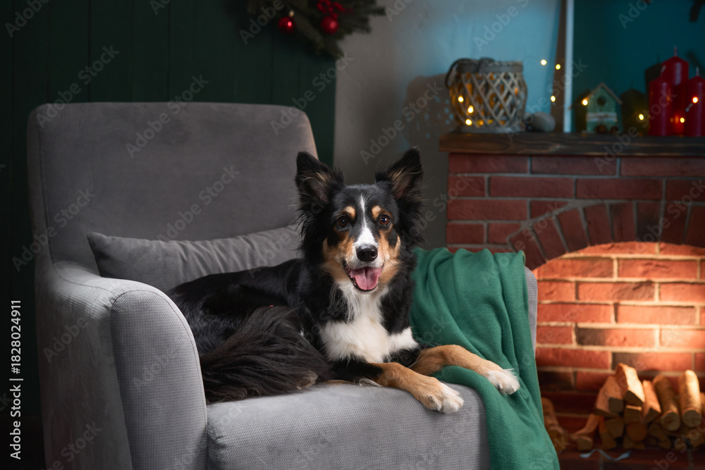 Fototapeta premium A Border Collie lies comfortably on a gray chair beside a lit fireplace. The warm background is decorated with candles and holiday ornaments.