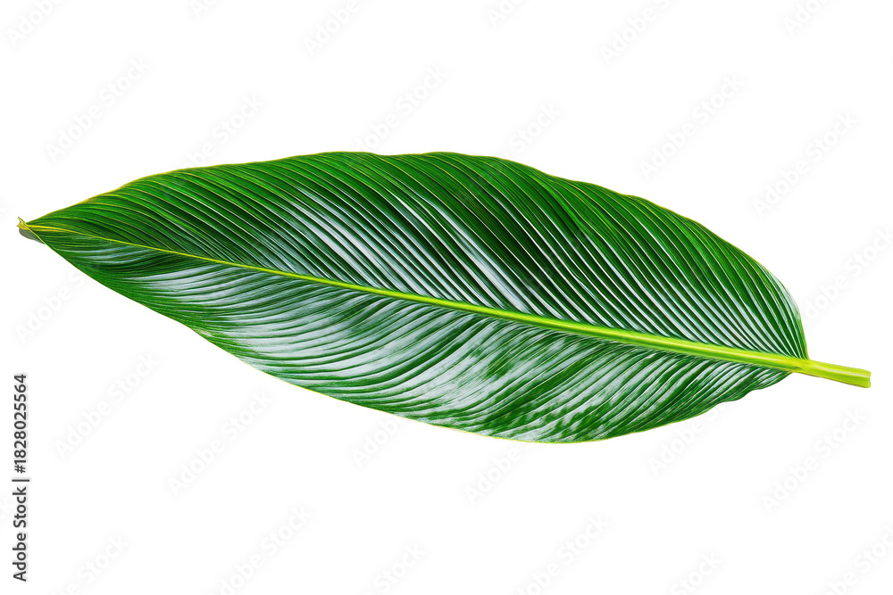 Naklejka premium Close-up of bright green Calathea lutea leaf shows distinct veins and texture on a white background