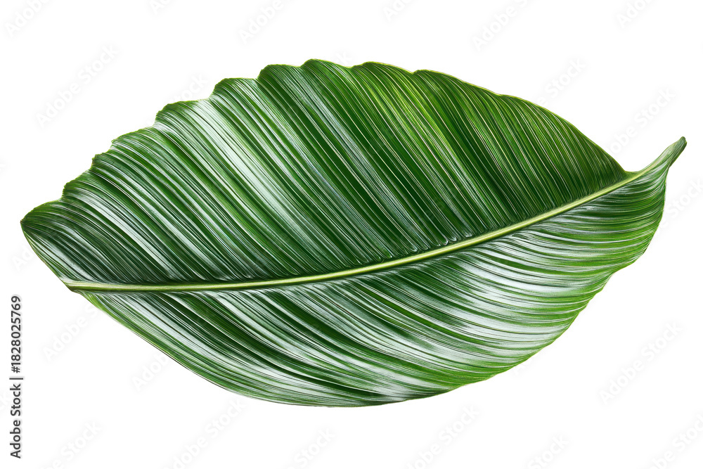 Naklejka premium Close-up of bright green Calathea lutea leaf shows distinct veins and texture on a white background