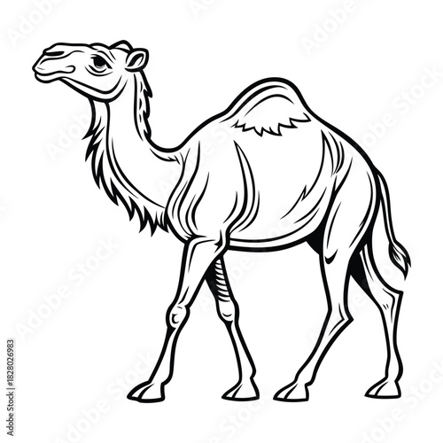 Detailed outline illustration of a strong single-humped dromedary camel standing. Vector