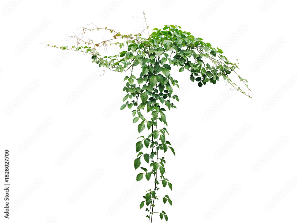 Naklejka premium Bush grape or three-leaved wild vine cayratia (Cayratia trifolia) liana ivy plant bush, nature frame jungle border on transparent background