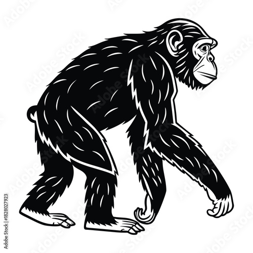 Stylized chimpanzee walking illustration, iconic primate ape animal on white background Vector