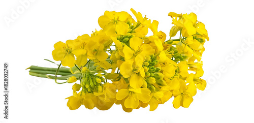 bouquet of rapeseed flowers isolated on a white background, top view. vibrant yellow canola flower bunch, rapeseed or mustard plants. cooking oil and biogas plant products concept. high-quality photo.