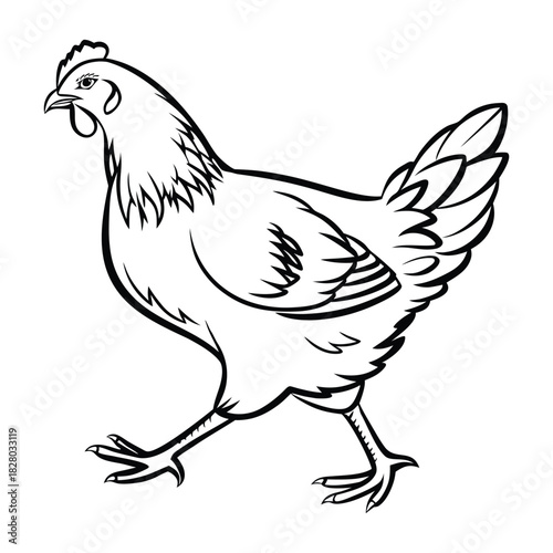 Walking chicken line art illustration isolated. farm animal poultry vector graphic design Vector