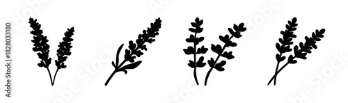 Black lavender sprigs illustration collection, minimalist floral design elements.