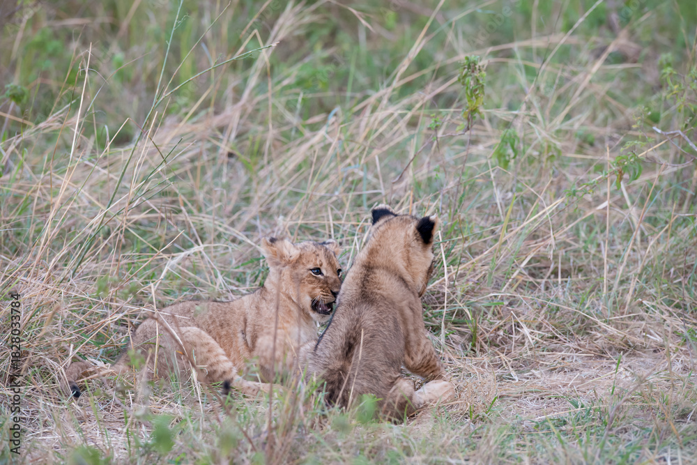 Obraz premium lion cub in the grass
