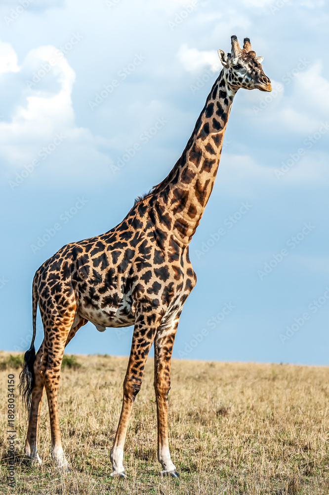 Obraz premium Giraffe in the Savannah of Kenya