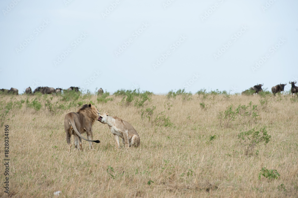 Fototapeta premium Lion