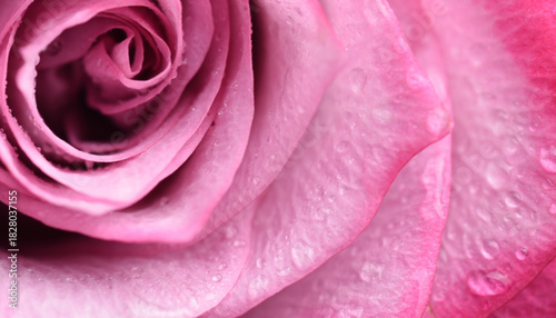 pink rose close up