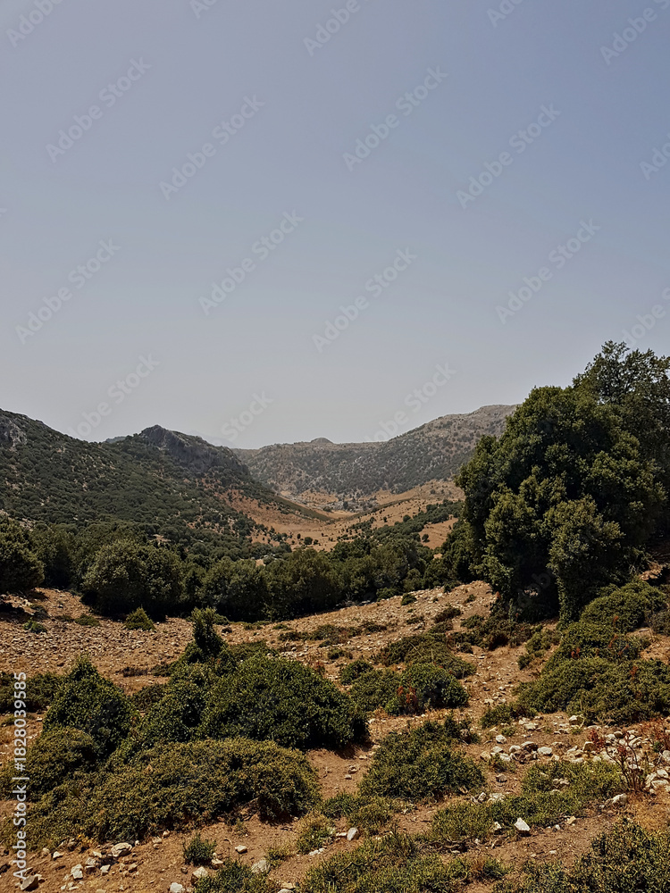 Fototapeta premium Oak trees blanket the slopes, while withered yellow grasses among them create a striking contrast between the warm green foliage and the crisp, golden undergrowth, Sunlight creates natural contrast.