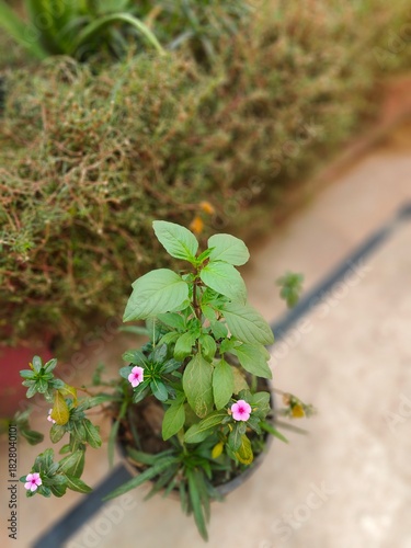 Close up of a potted plant with green leaves and small pink flowers on a blurry background outside