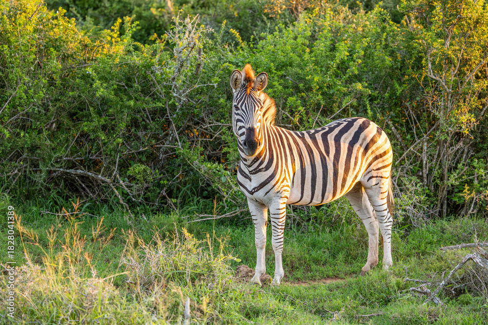 Fototapeta premium Plains zebra, equus quagga, equus burchellii, common zebra, in beautiful light, Addo Elephant National Park, South Africa.