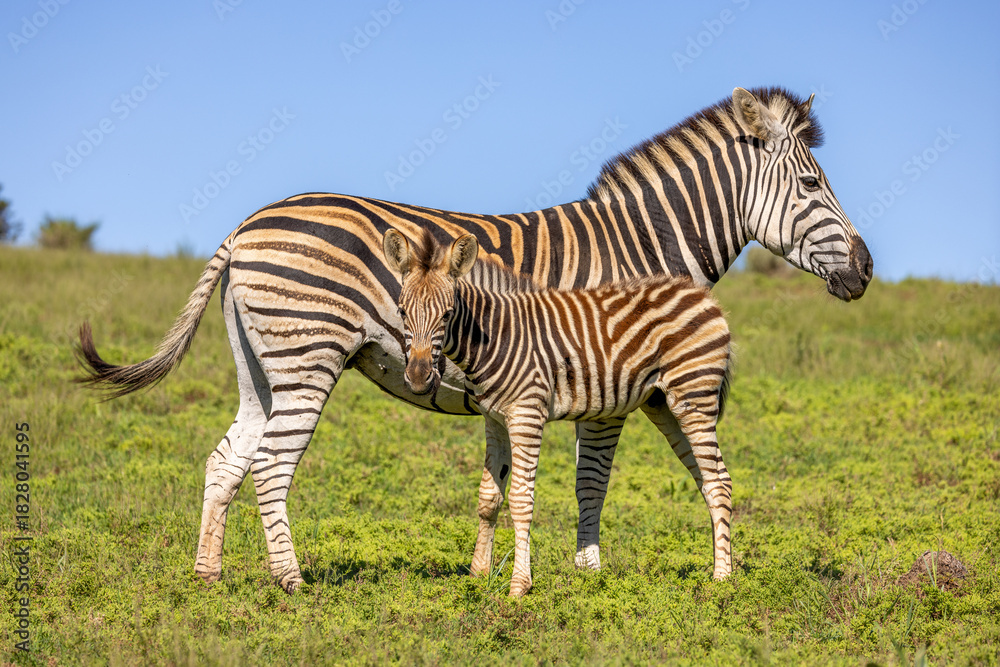 Fototapeta premium Plains zebra, equus quagga, equus burchellii, common zebra, with a foal, Addo Elephant National Park, South Africa.