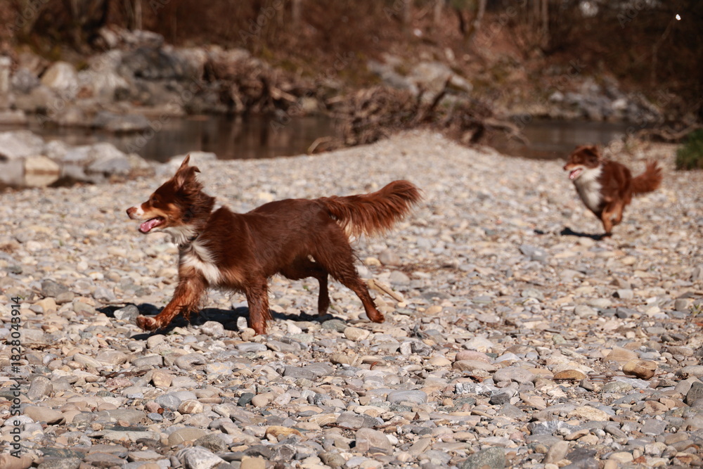 Obraz premium Two dogs are running on a rocky beach