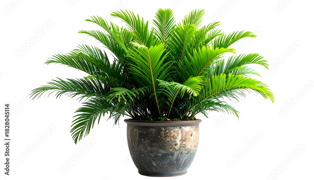 Fototapeta premium Lush green plant with many fronds in a decorative, glazed ceramic pot