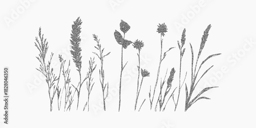 Elegant wildflowers with thin stems and soft bloom, fine stipple grain on aged paper, dusty ink specks and subtle texture around floral silhouettes.