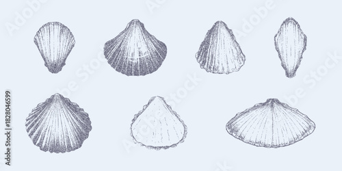 Set of sea shells of different shapes with granular grain texture, speckled dust overlays and faint worn marks on rough aged paper surface.