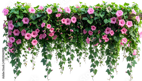 A cascade of pink trumpet-shaped flowers spills from a lush curtain of green vines