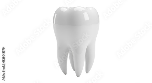 Realistic molar tooth isolated PNG, dental anatomy model for dentistry and oral hygiene education, on transparent background