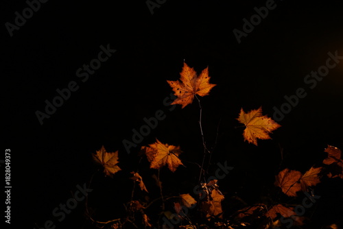 autumn leaves on black