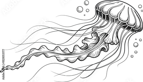 A detailed sketch of a jellyfish gracefully drifting through the water.