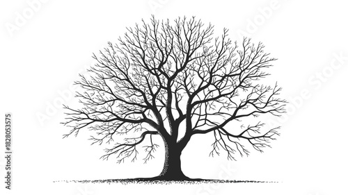 A bare deciduous tree with intricate branches stands against a white background