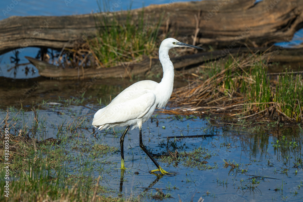 Fototapeta premium Aigrette garzette