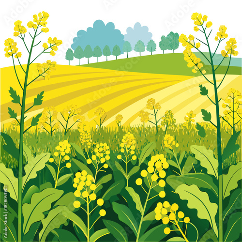 Vibrant canola field illustration with rolling hills and bright sunshine, perfect for adding a touch of countryside charm and natural beauty to your design projects