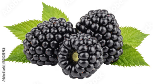 Three fresh blackberries with leaves PNG isolated on transparent background, delicious summer fruit for healthy eating and dessert