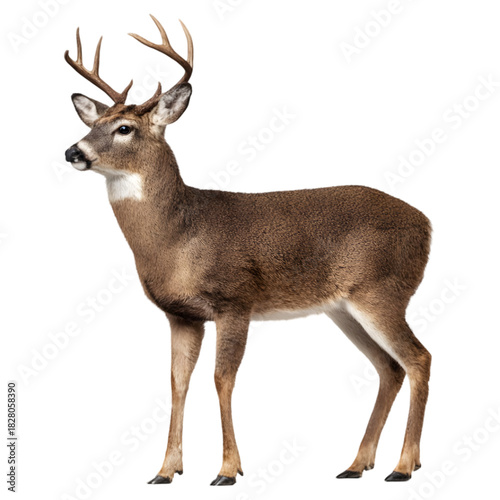 Majestic adult male white tailed deer with impressive antlers standing alertly on a transparent background isolated on transparent background