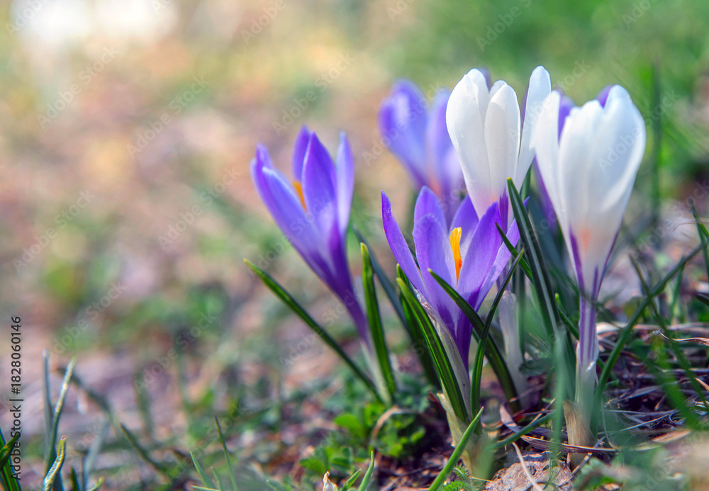 Fototapeta premium closeup on white and violet wild crocus blooming in alpine meadow at springtime