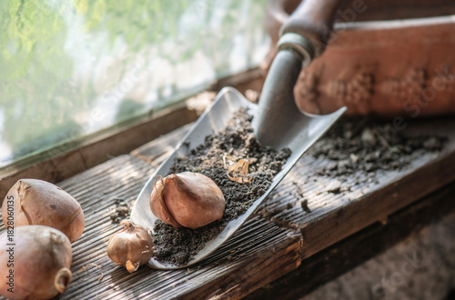 flower bulb placed on a small garden shovel full of soil near a window in the...
