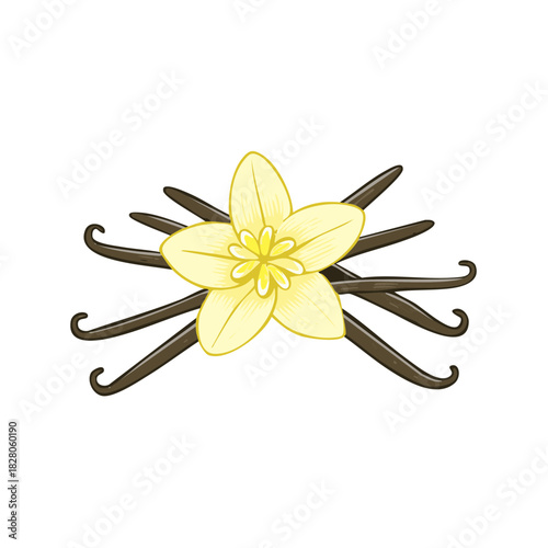 Vanilla flower and pods illustration, isolated on white background
