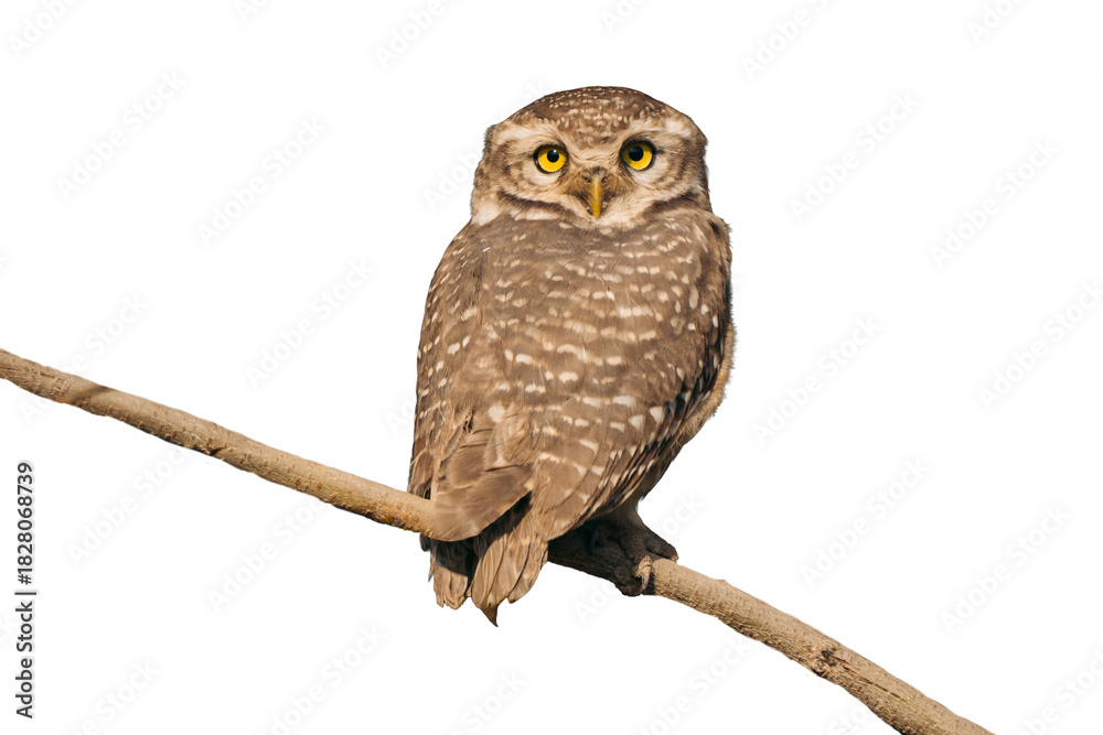 Naklejka premium owl on transparent background