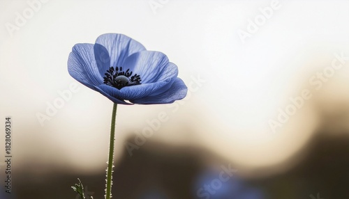 青いアネモネの一輪花 4Kリアリスティック
