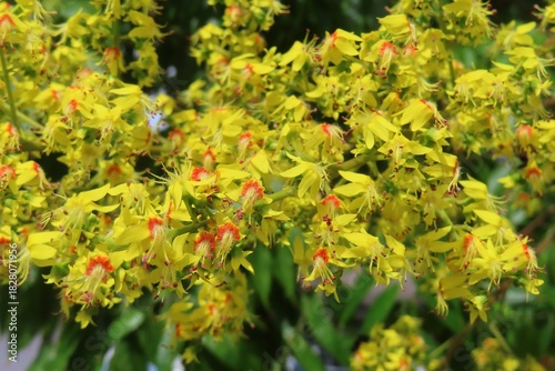 Closeup of Koelreuteria paniculata flowers in Florida nature, closeup