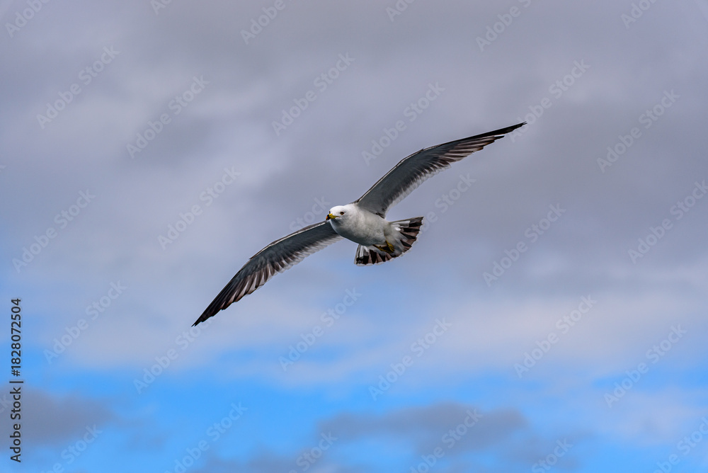 Obraz premium Seagull Soaring in a Cloudy Sky