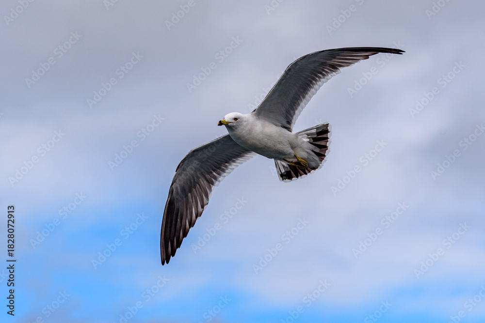 Obraz premium Seagull Soaring in a Cloudy Sky