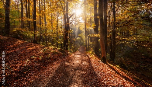 Peaceful Forest Trail In Autumn With Radiant Light And Falling Leaves