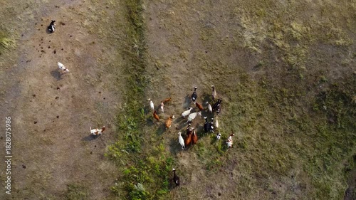 Scenic Grazing: Herd of Cows on a River Hill.